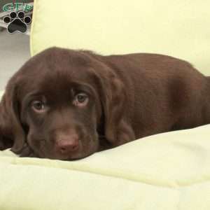 Dodger, Chocolate Labrador Retriever Puppy