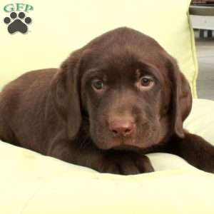 Dodger, Chocolate Labrador Retriever Puppy