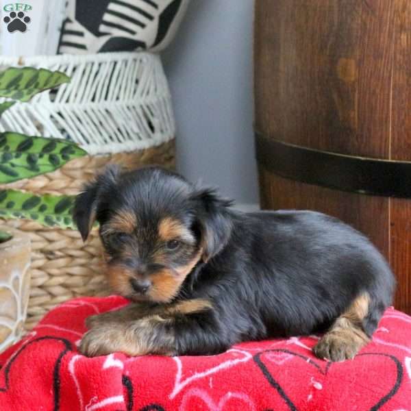 Dolly, Yorkie Puppy