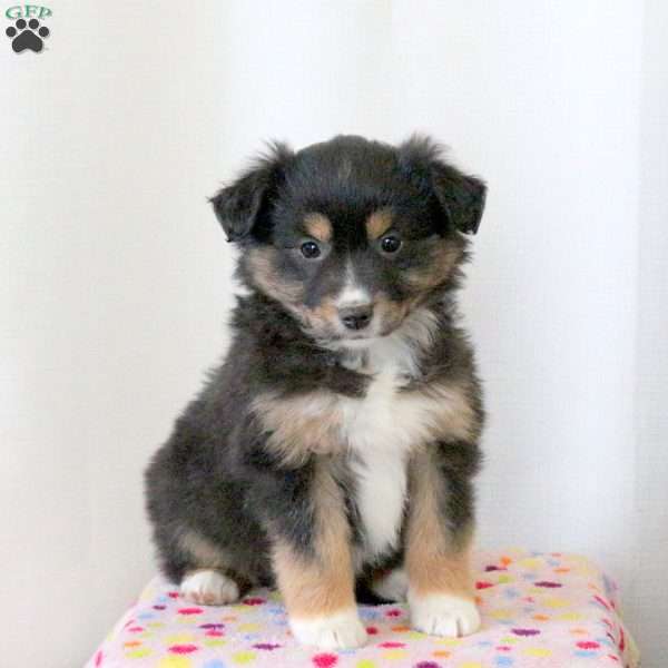 Dolly, Miniature Australian Shepherd Puppy