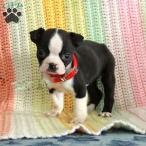 Dolly, Boston Terrier Puppy