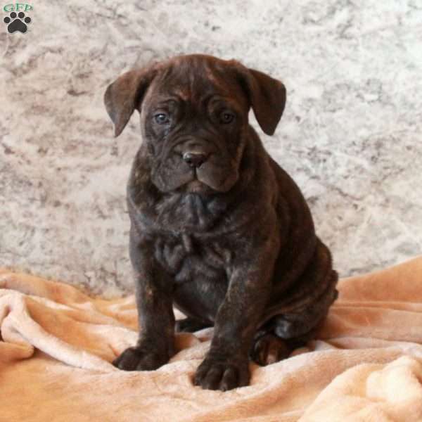 Dolly, Cane Corso Puppy