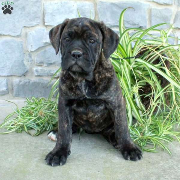 Dolly, Cane Corso Puppy