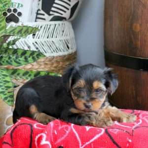 Dolly, Yorkie Puppy