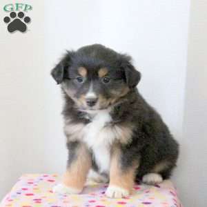 Dolly, Miniature Australian Shepherd Puppy