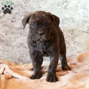 Dolly, Cane Corso Puppy