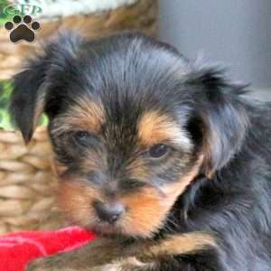 Dolly, Yorkie Puppy