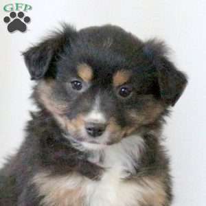 Dolly, Miniature Australian Shepherd Puppy