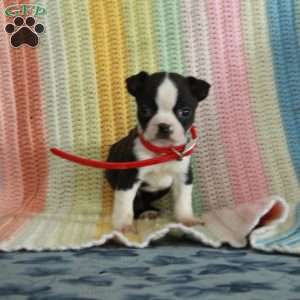 Dolly, Boston Terrier Puppy