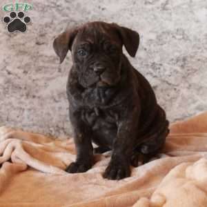 Dolly, Cane Corso Puppy