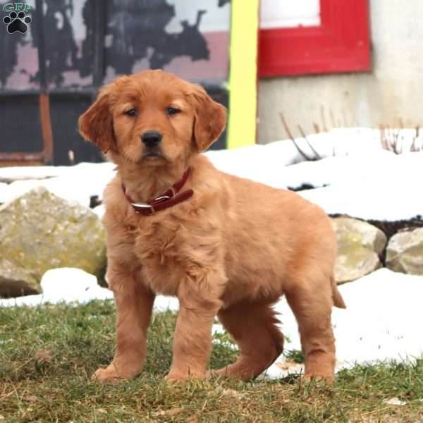 Dolly, Golden Retriever Puppy