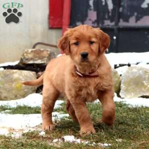 Dolly, Golden Retriever Puppy