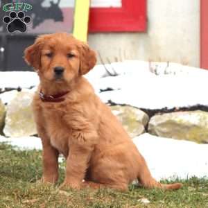 Dolly, Golden Retriever Puppy