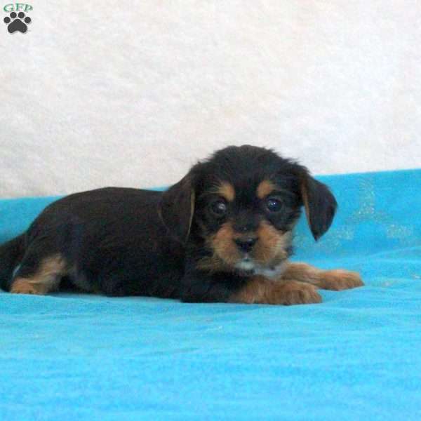 Dom, Yorkie Mix Puppy