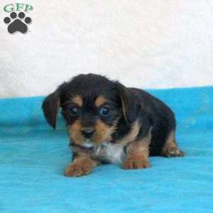 Dom, Yorkie Mix Puppy