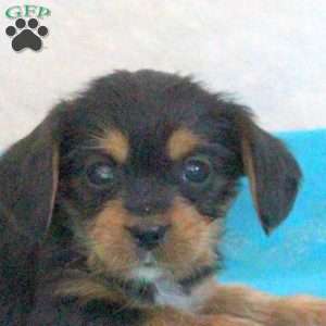 Dom, Yorkie Mix Puppy