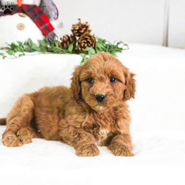 Dominic, Mini Goldendoodle Puppy