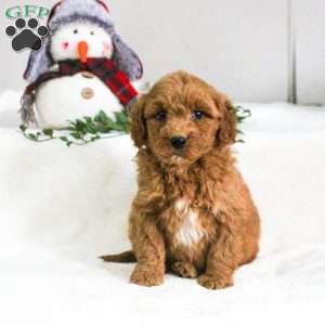 Dominic, Mini Goldendoodle Puppy