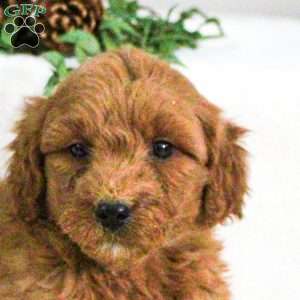 Dominic, Mini Goldendoodle Puppy