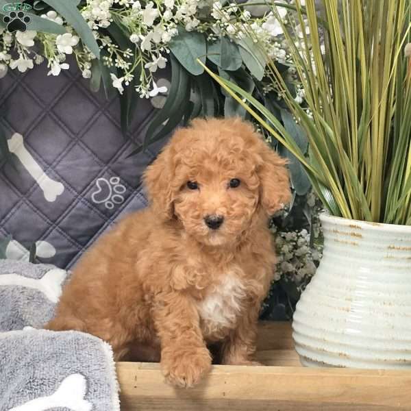 Domino, Bich-Poo Puppy