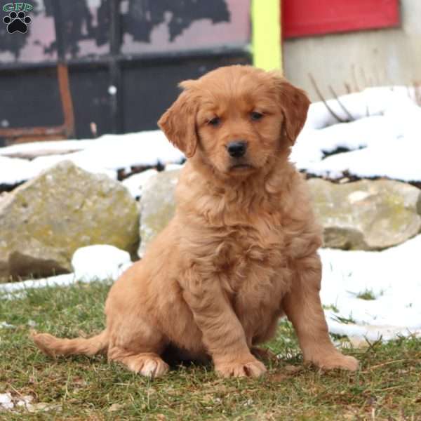 Donna, Golden Retriever Puppy