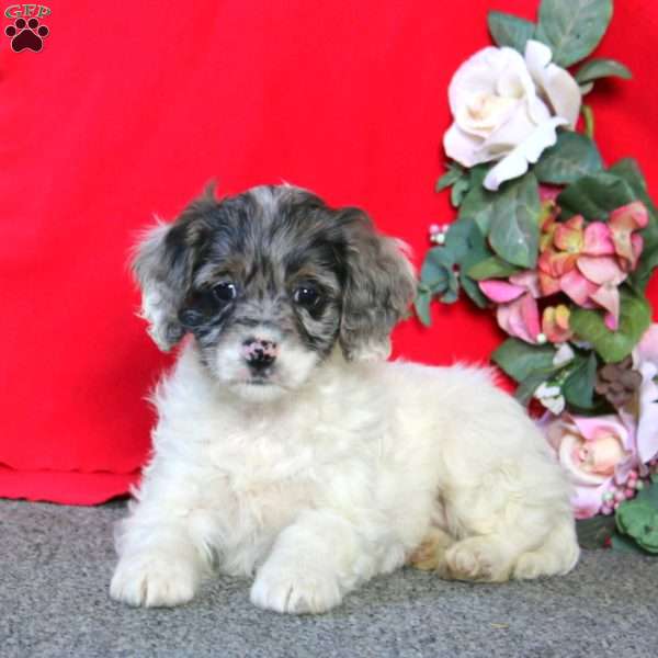 Donna, Cockapoo Puppy