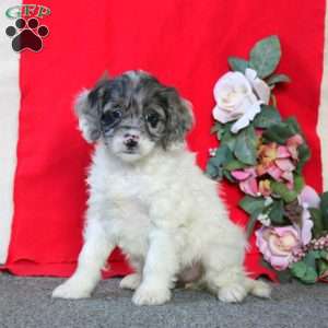 Donna, Cockapoo Puppy