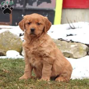 Donna, Golden Retriever Puppy