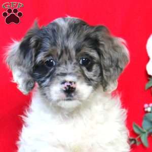 Donna, Cockapoo Puppy