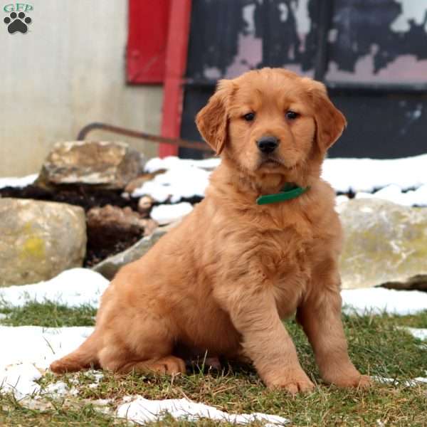 Donnie, Golden Retriever Puppy