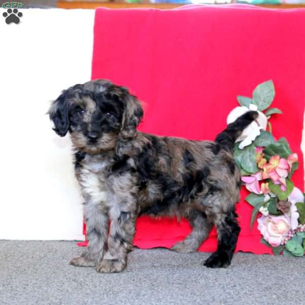 Donnie, Cockapoo Puppy