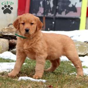 Donnie, Golden Retriever Puppy