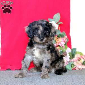 Donnie, Cockapoo Puppy