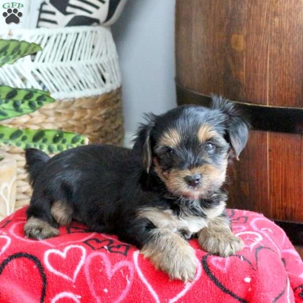 Donny, Yorkie Puppy