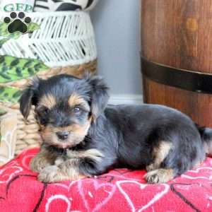 Donny, Yorkie Puppy