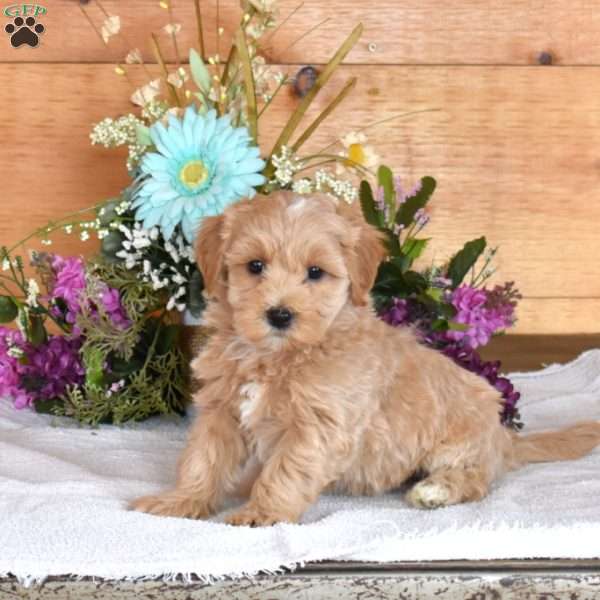 Doodle, Maltipoo Puppy