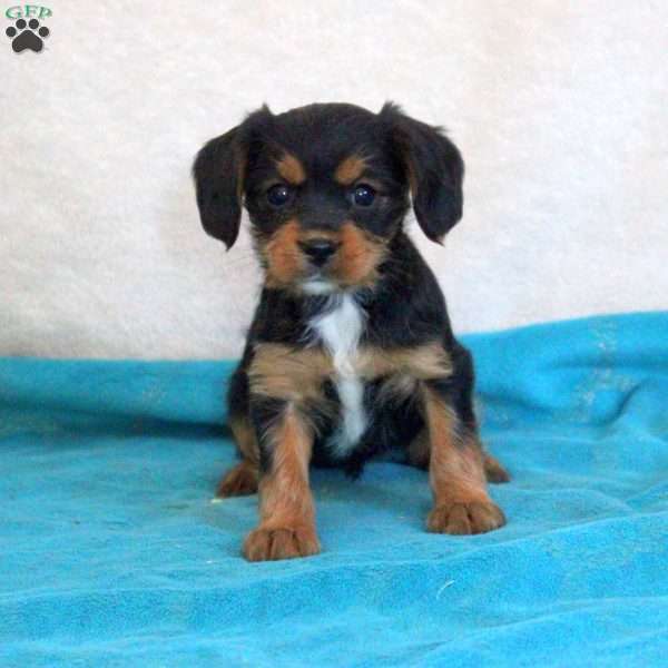 Dora, Yorkie Mix Puppy