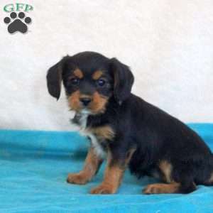 Dora, Yorkie Mix Puppy