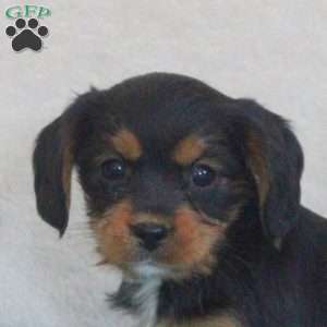 Dora, Yorkie Mix Puppy