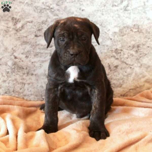 Dorian, Cane Corso Puppy