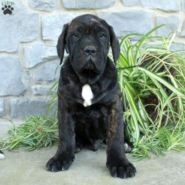 Dorian, Cane Corso Puppy