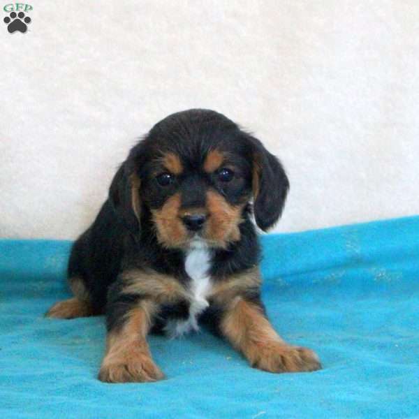 Dorian, Yorkie Mix Puppy