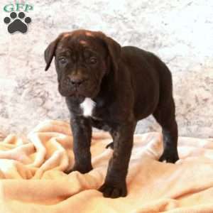 Dorian, Cane Corso Puppy