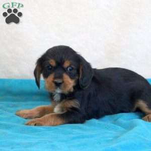 Dorian, Yorkie Mix Puppy