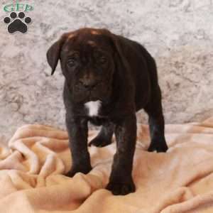 Dorian, Cane Corso Puppy