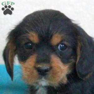 Dorian, Yorkie Mix Puppy