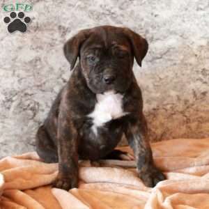 Dorie, Cane Corso Puppy