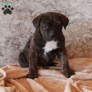 Dorie, Cane Corso Puppy