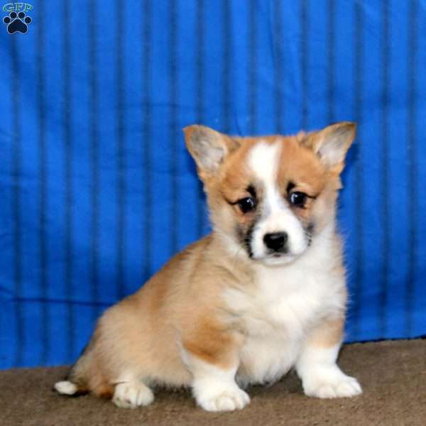 Doris, Pembroke Welsh Corgi Puppy