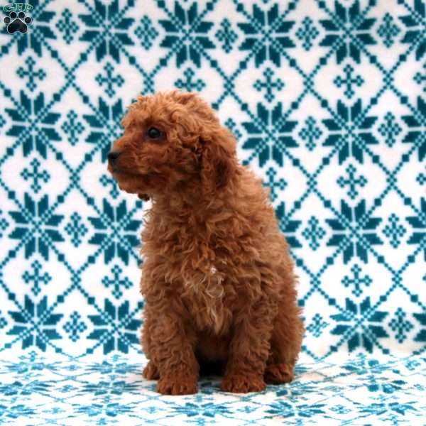 Doris, Mini Goldendoodle Puppy